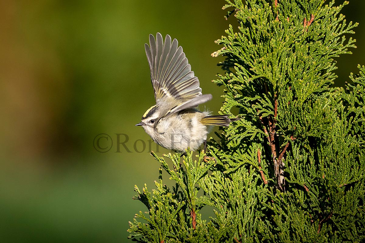 Golden-crowned Kinglet