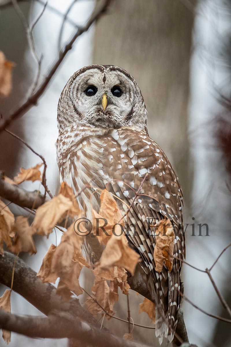 Barred Owl