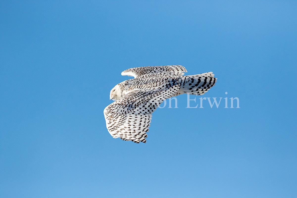 Female/Immature Snowy Owl