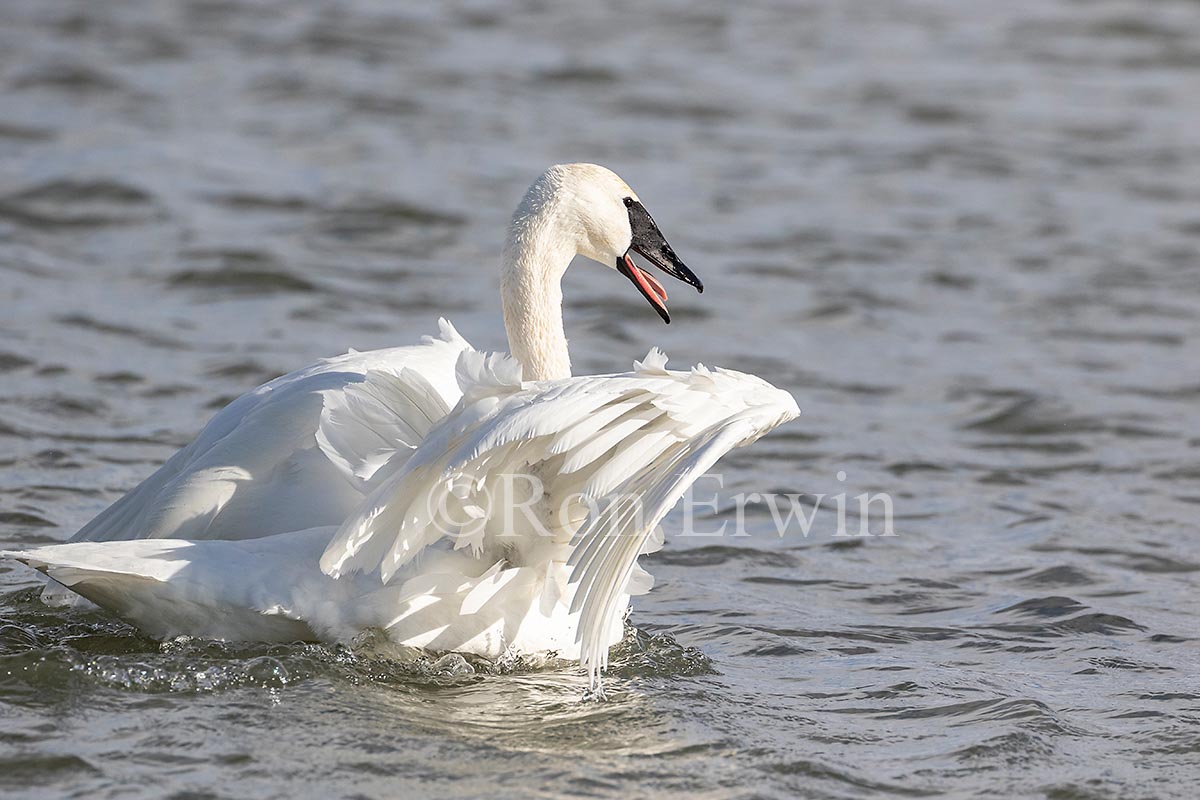 Trumpeter Swans