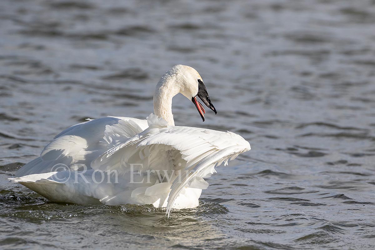 Trumpeter Swans