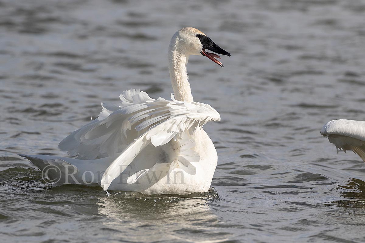 Trumpeter Swans