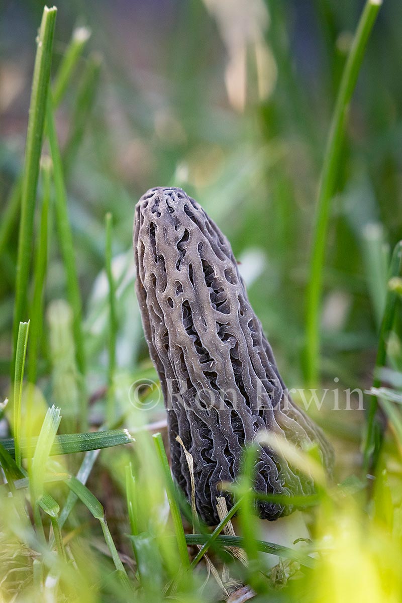 Black Morel