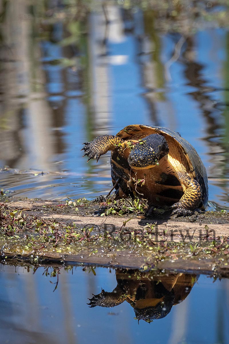 Blanding's Turtle