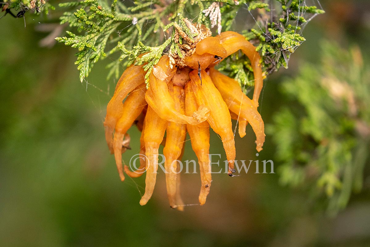 Cedar-apple Rust Fungus