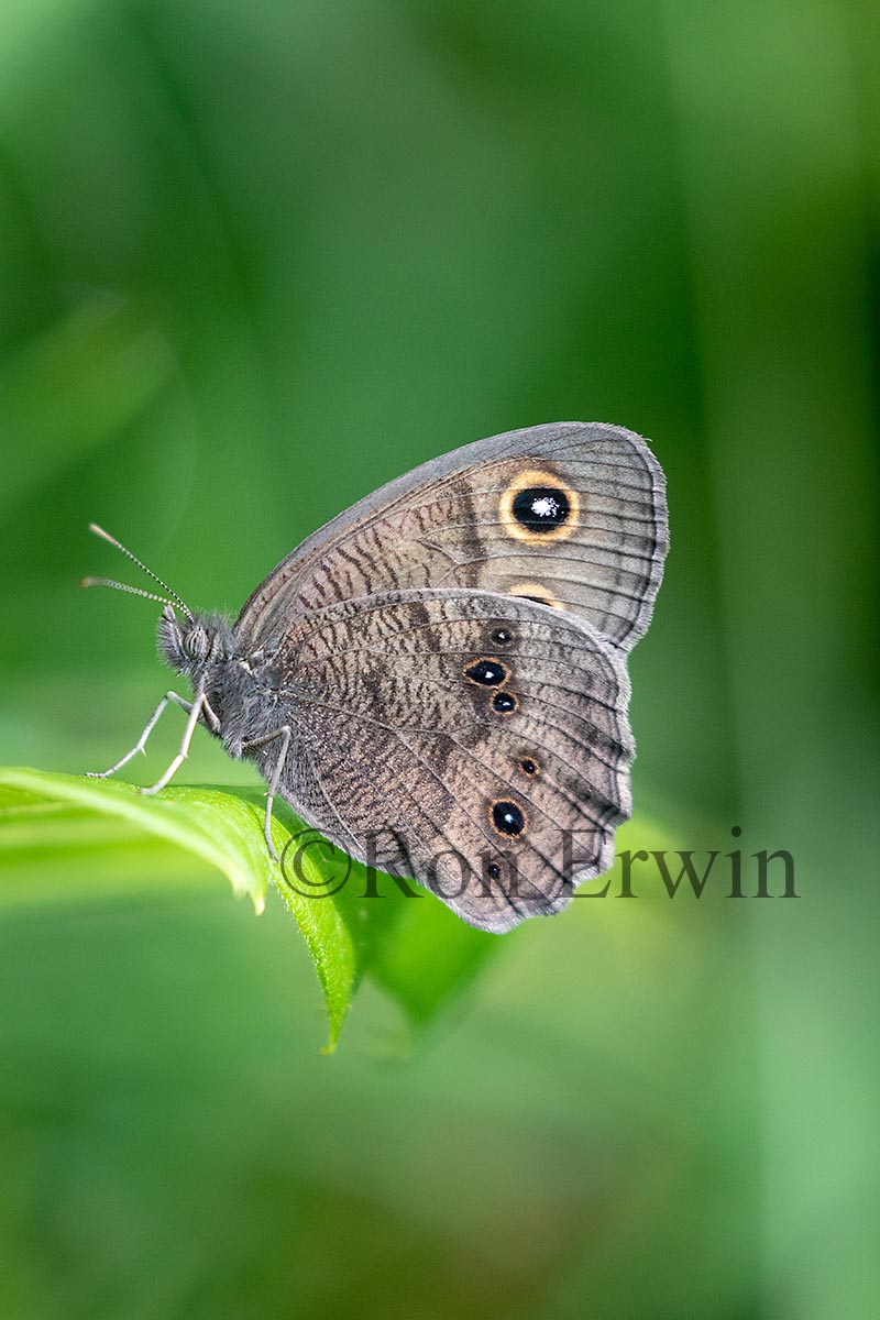 Common Wood-Nymph