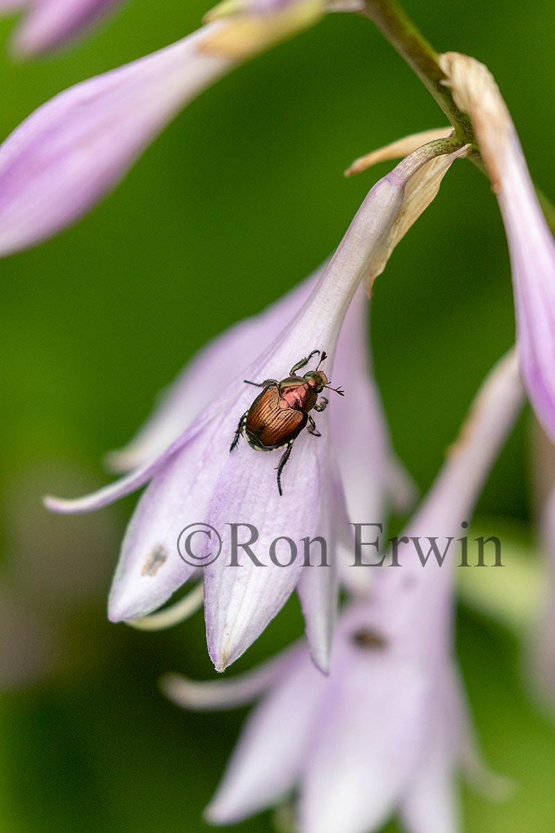 Japanese Beetle