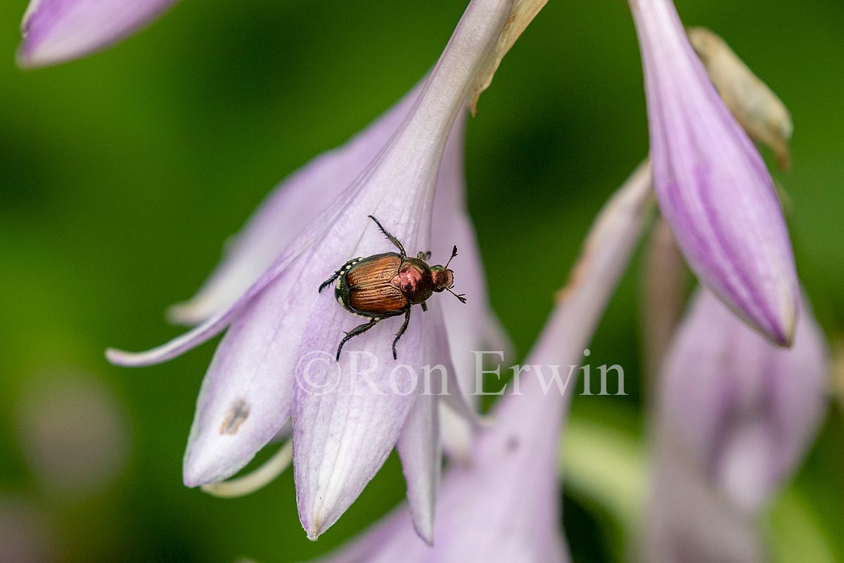 Japanese Beetle