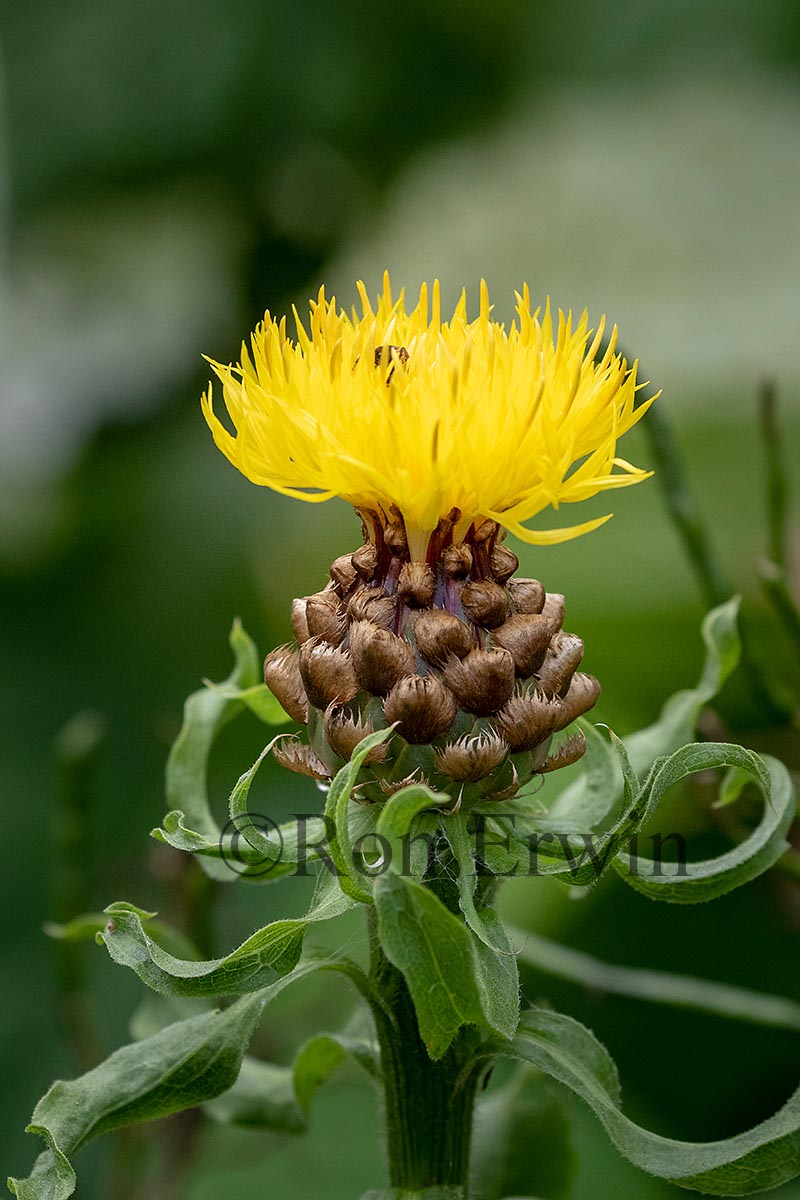 Giant Knapweed