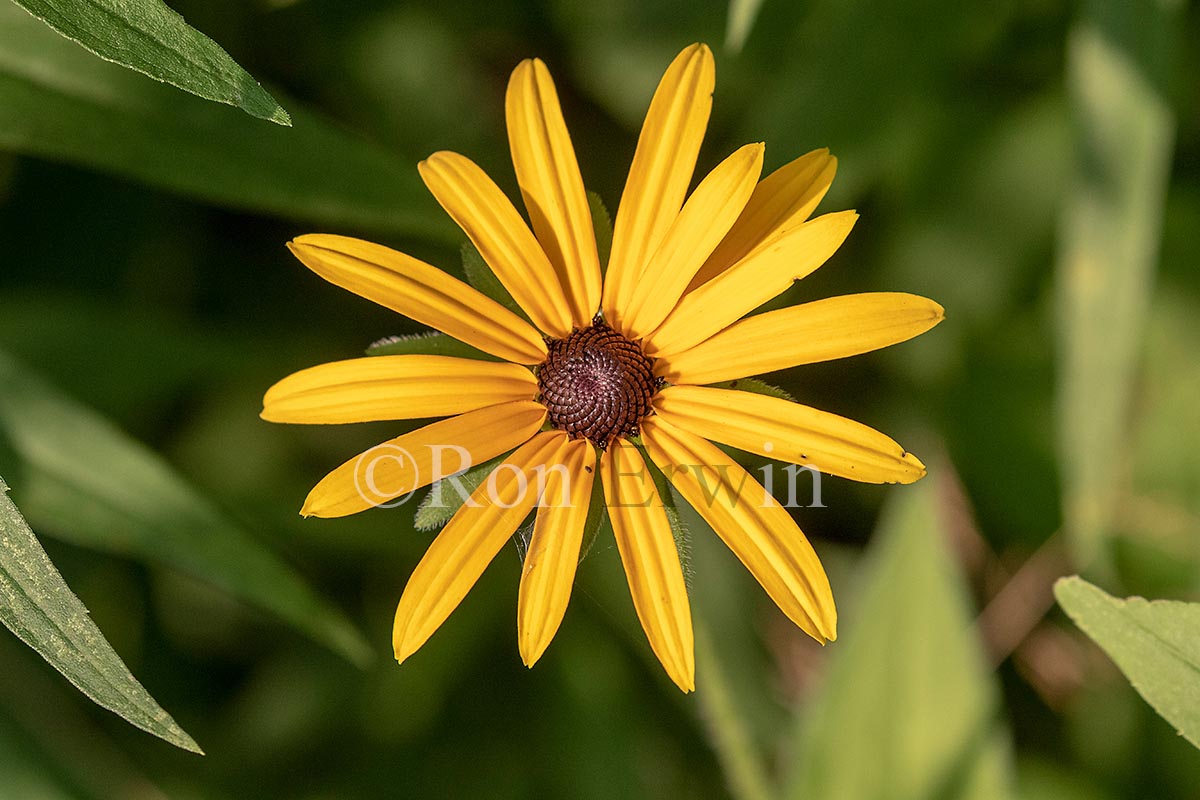 Yellow Wildflower