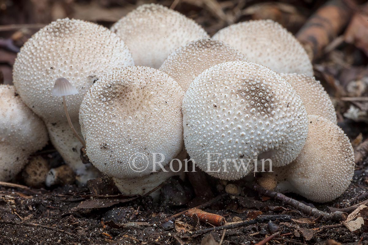 Common Puffballs