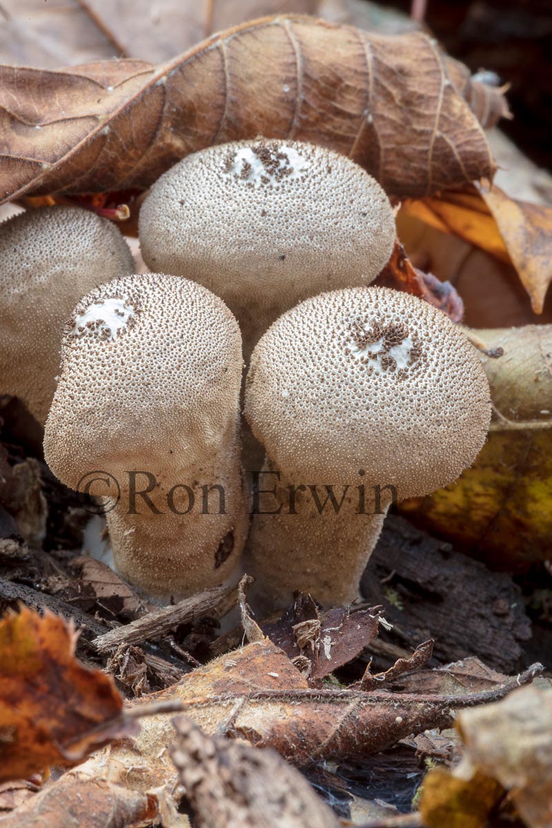 Stump Puffballs