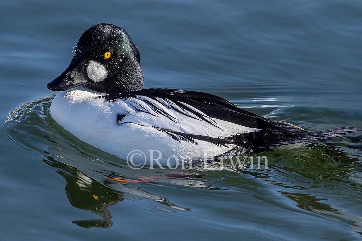 Common Goldeneye Male