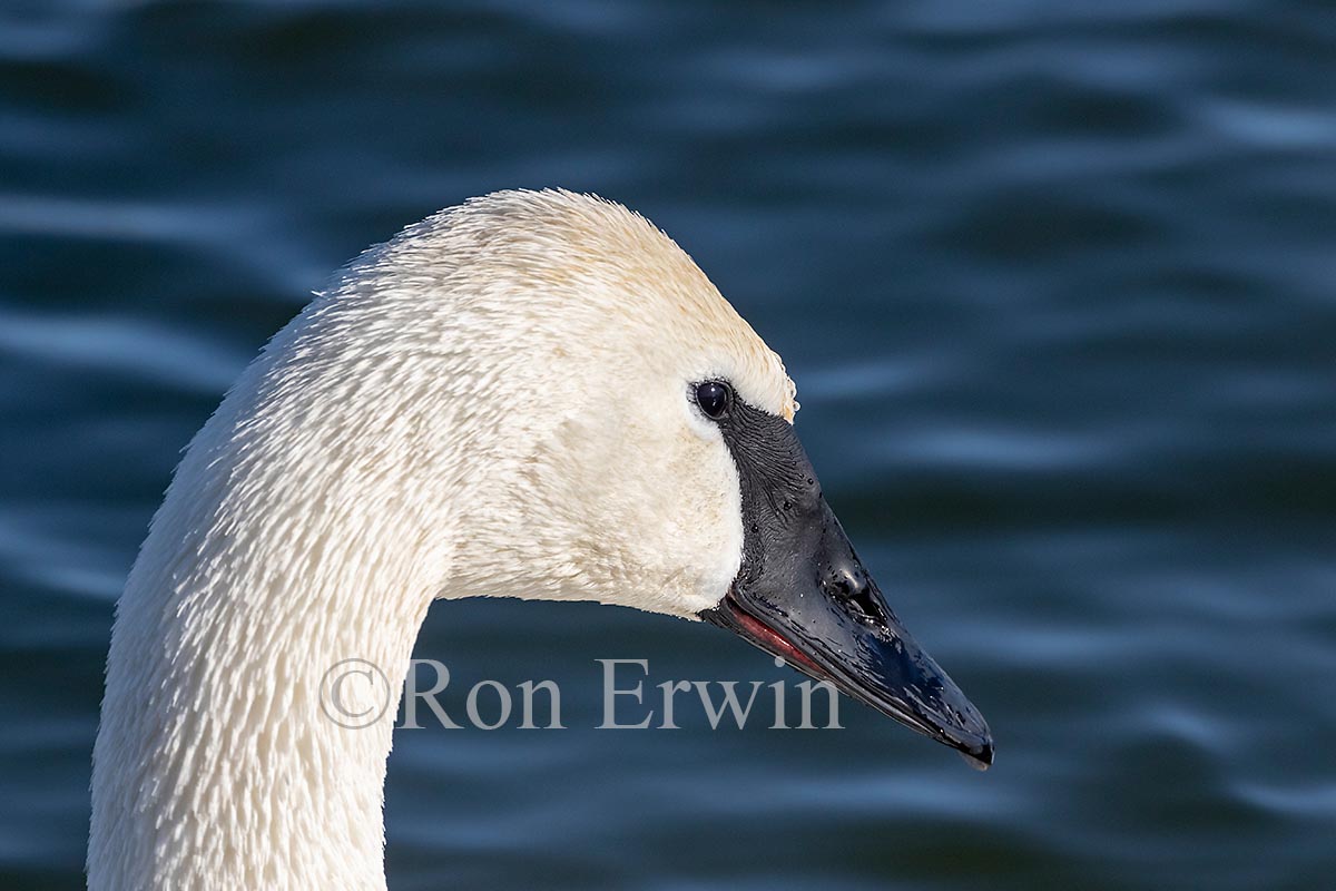 Trumpeter Swan