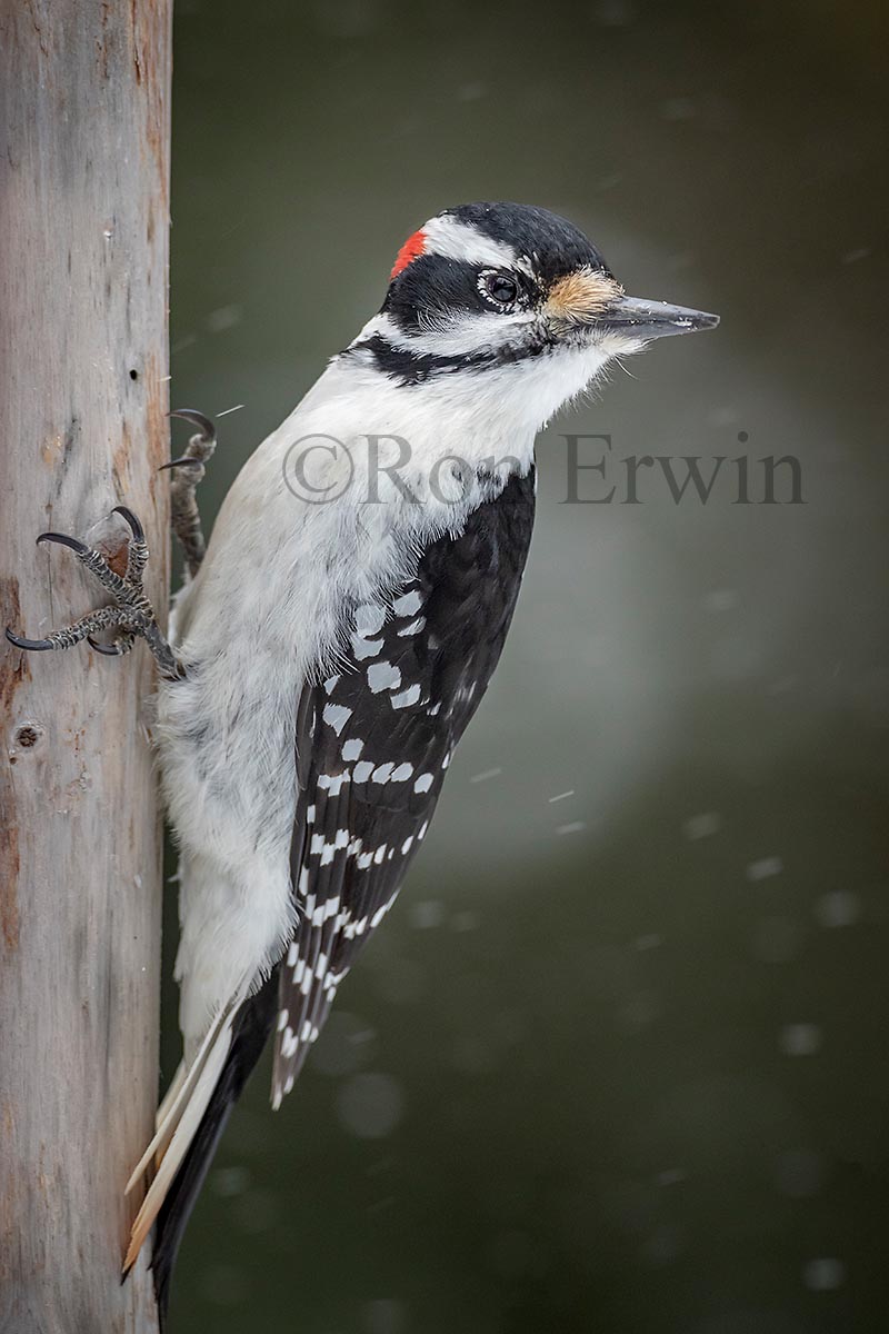 Male Hairy Woodpecker