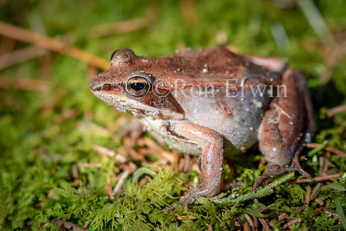 Wood Frog