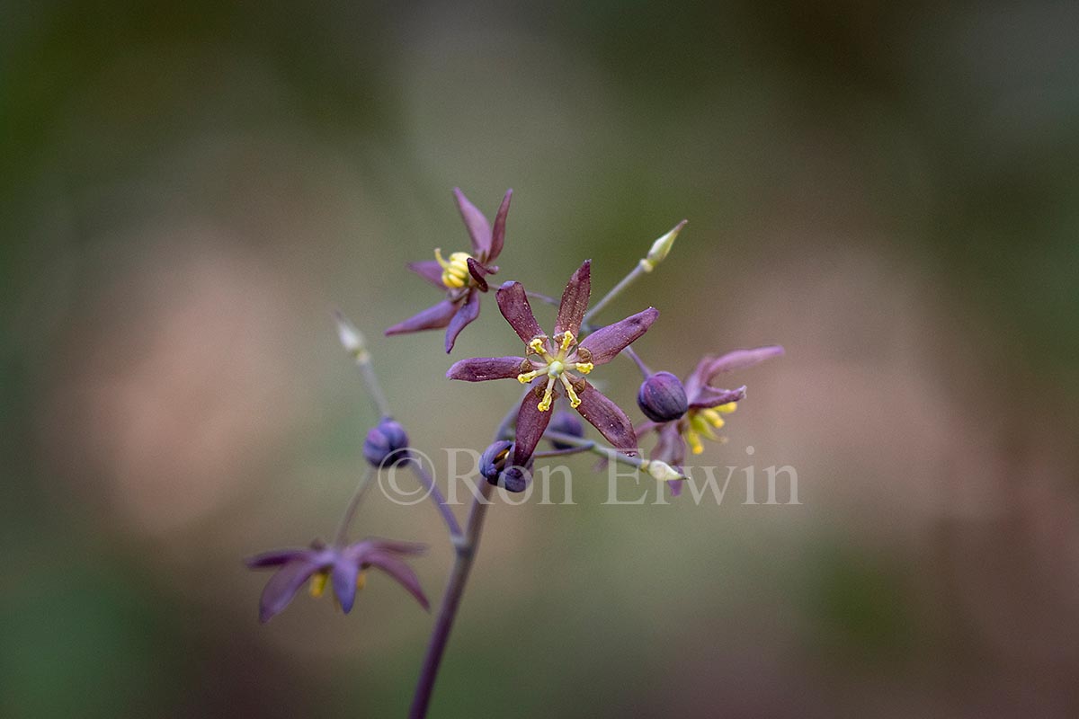 Blue Cohosh