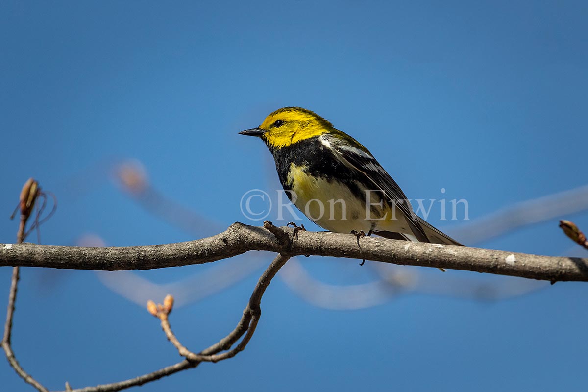 Black-throated Green Warbler Male