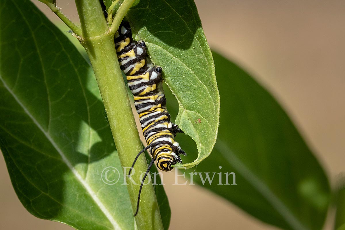 Monarch Caterpillar