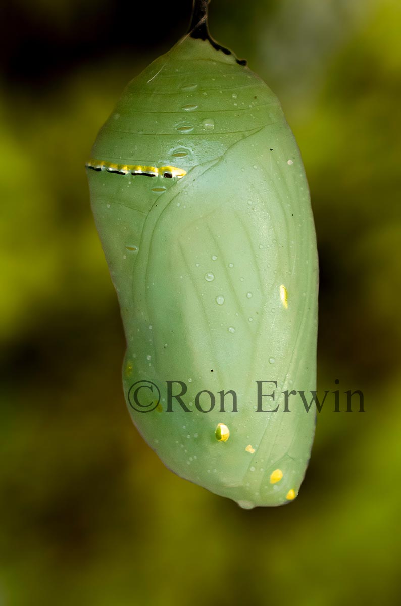 Monarch Chrysalis