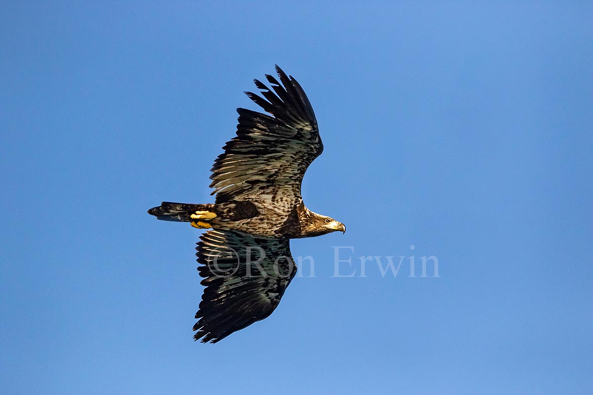 Juvenile Bald Eagle