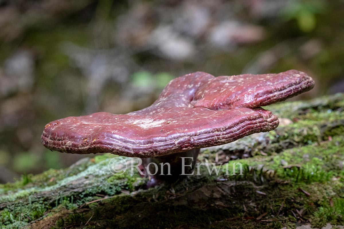 Hemlock Varnish Shelf Fungus