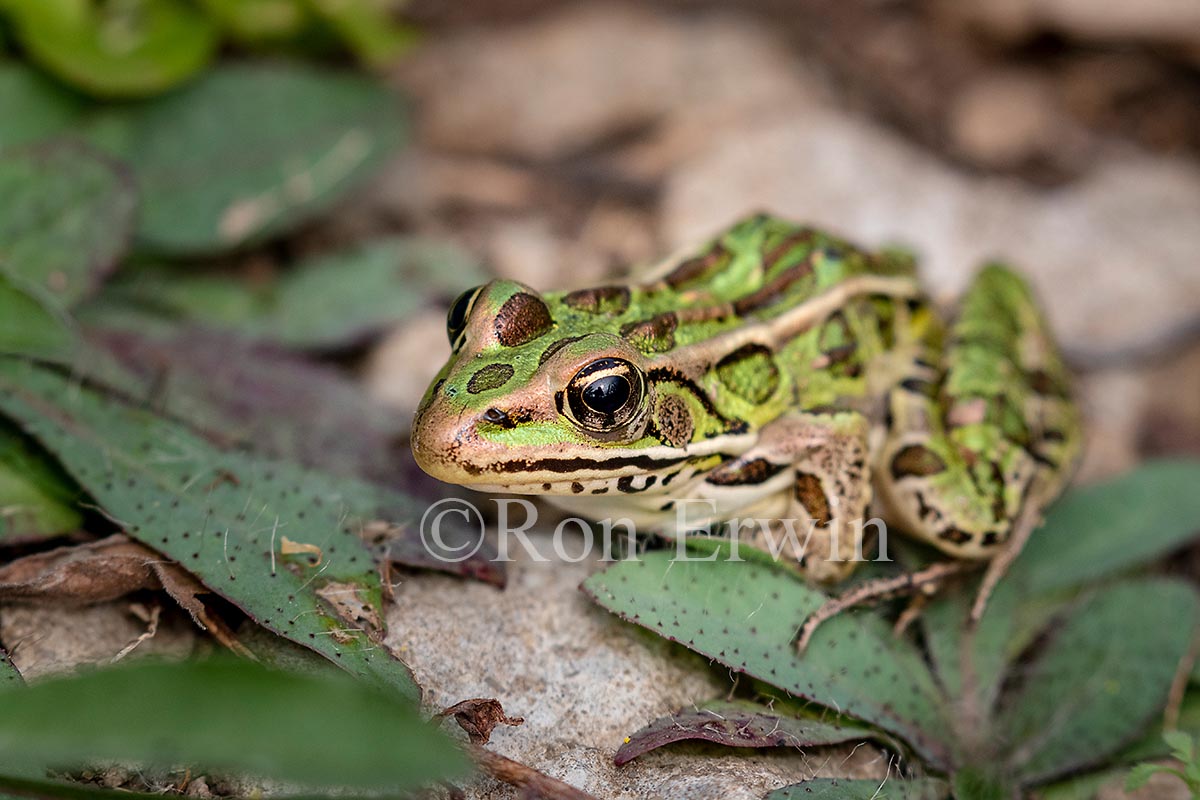 Northern Leopard Frog