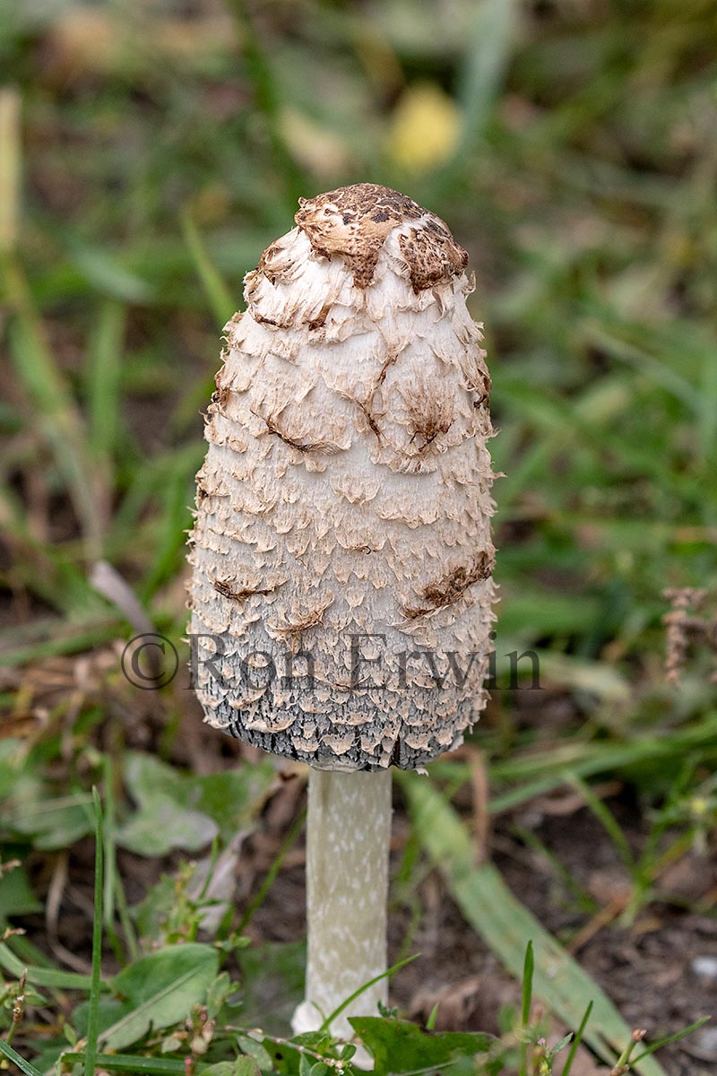 Shaggy Mane