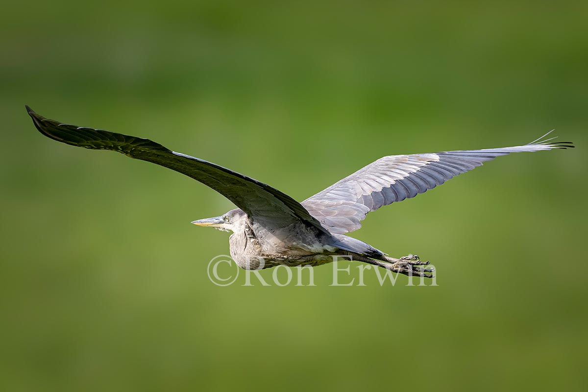 Great Blue Heron