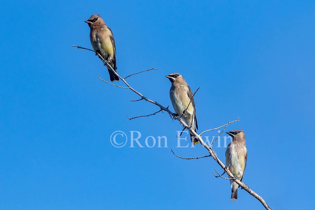 Cedar Waxwings