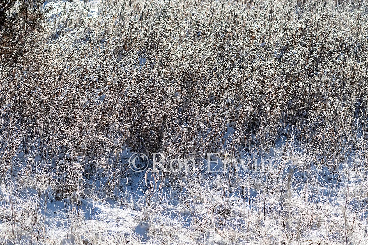 Snow on Plants