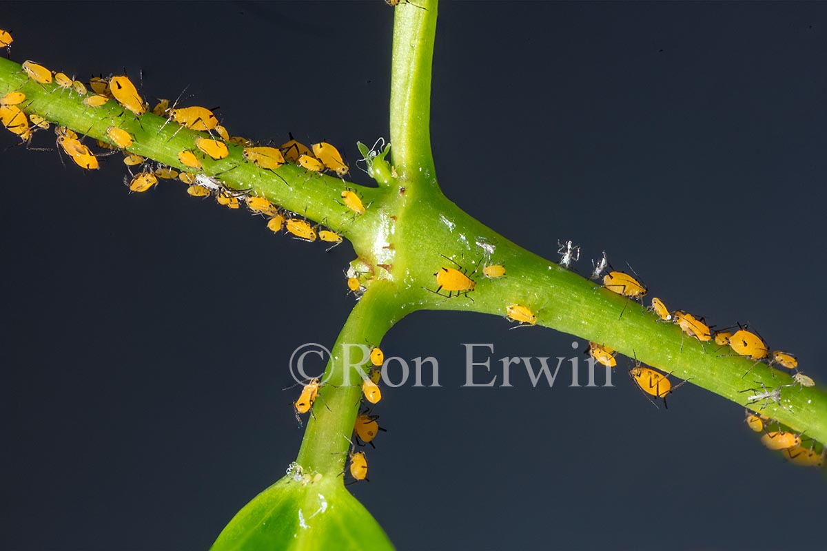 Oleander Aphids