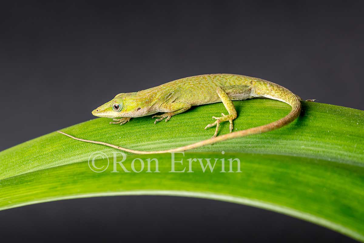 Green Anole