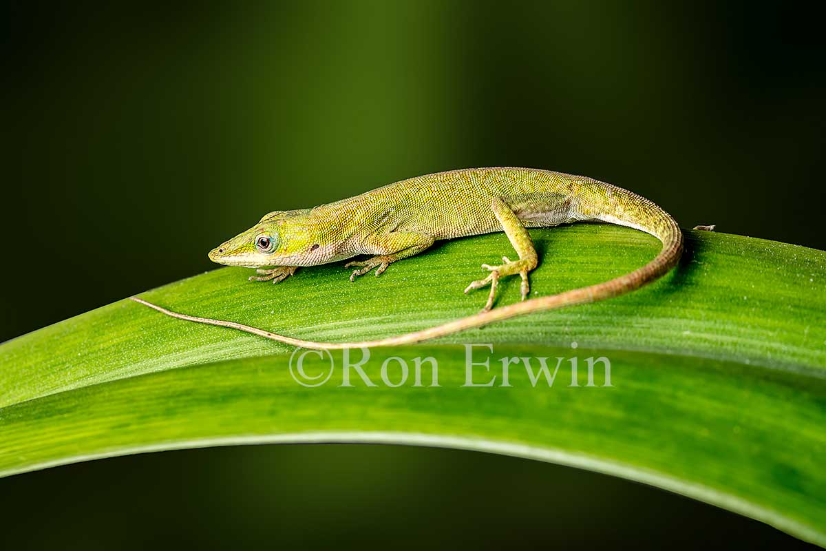 Green Anole