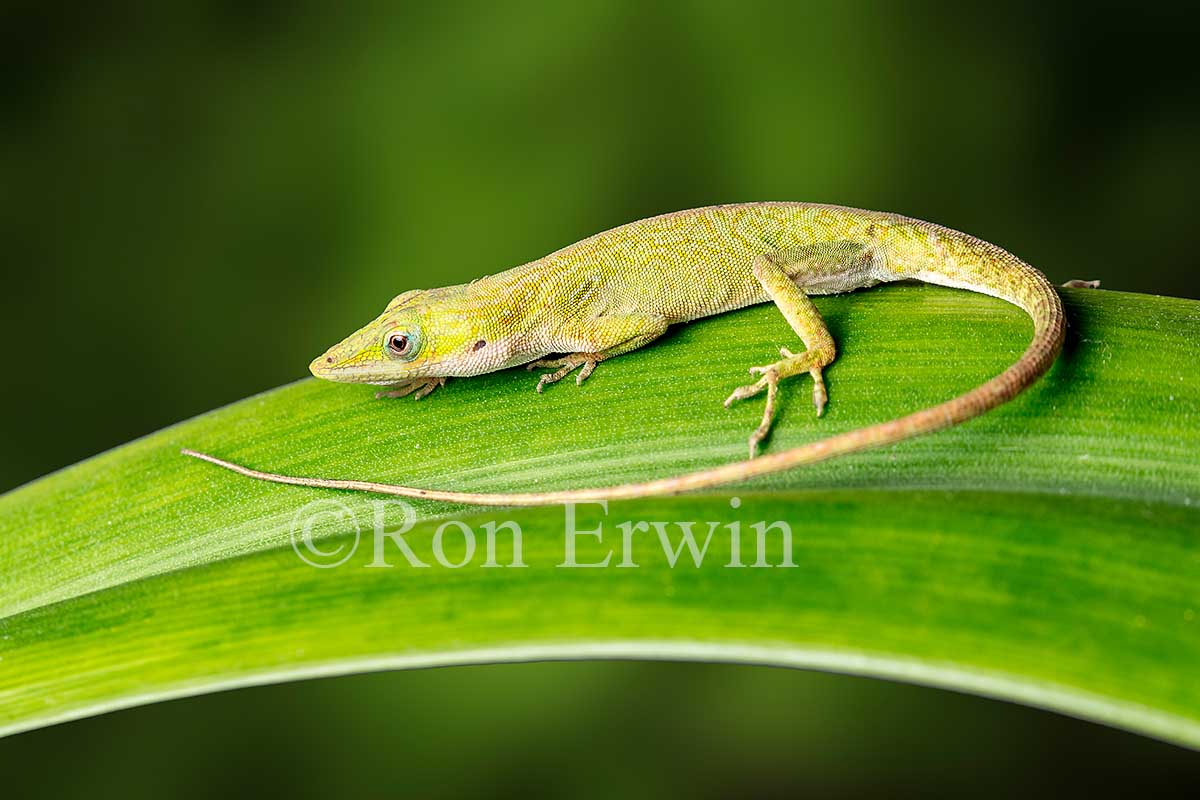 Green Anole