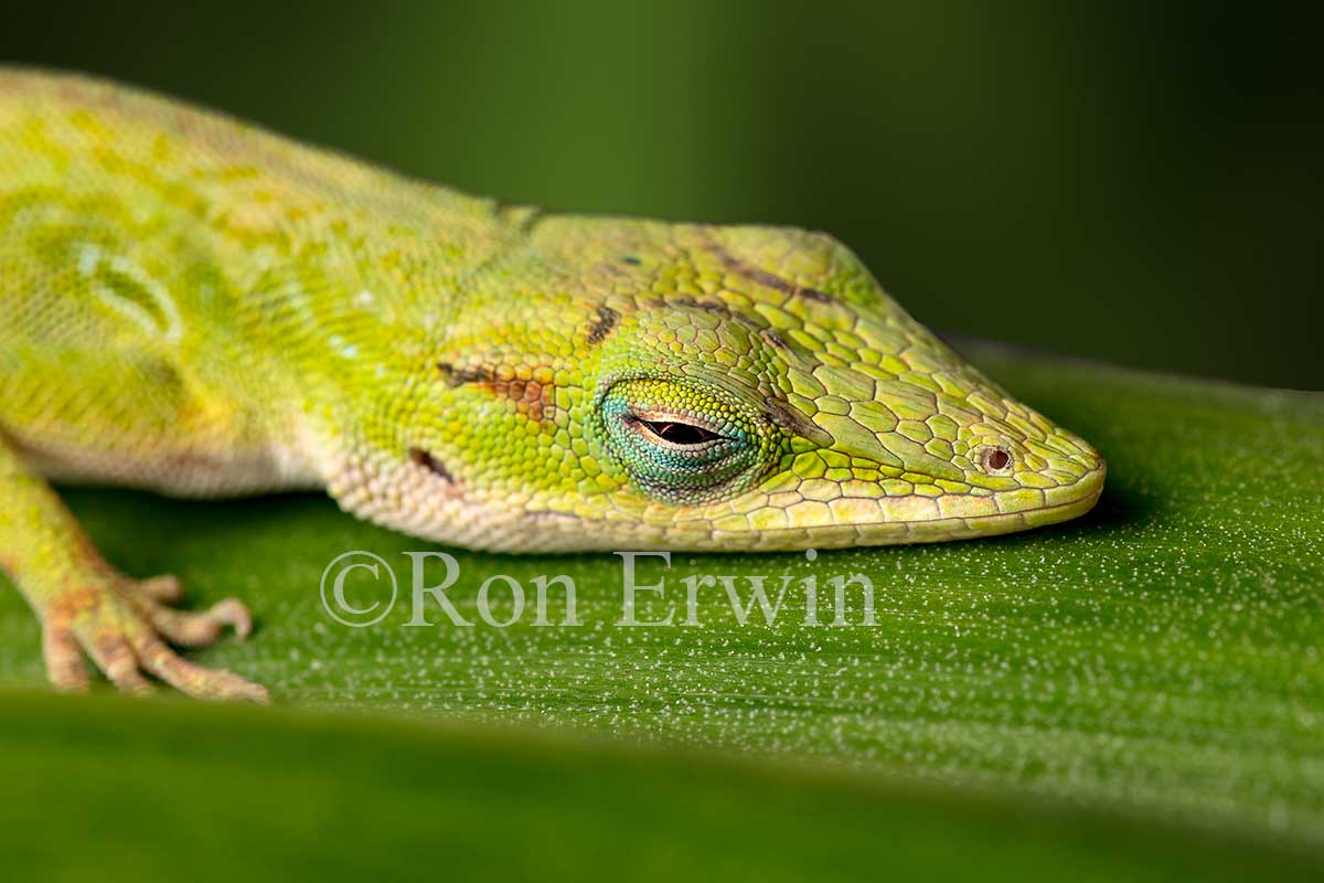 Green Anole