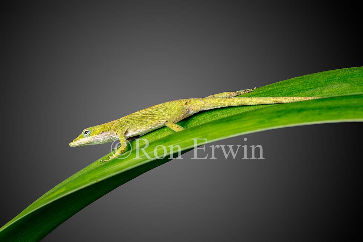 Green Anole