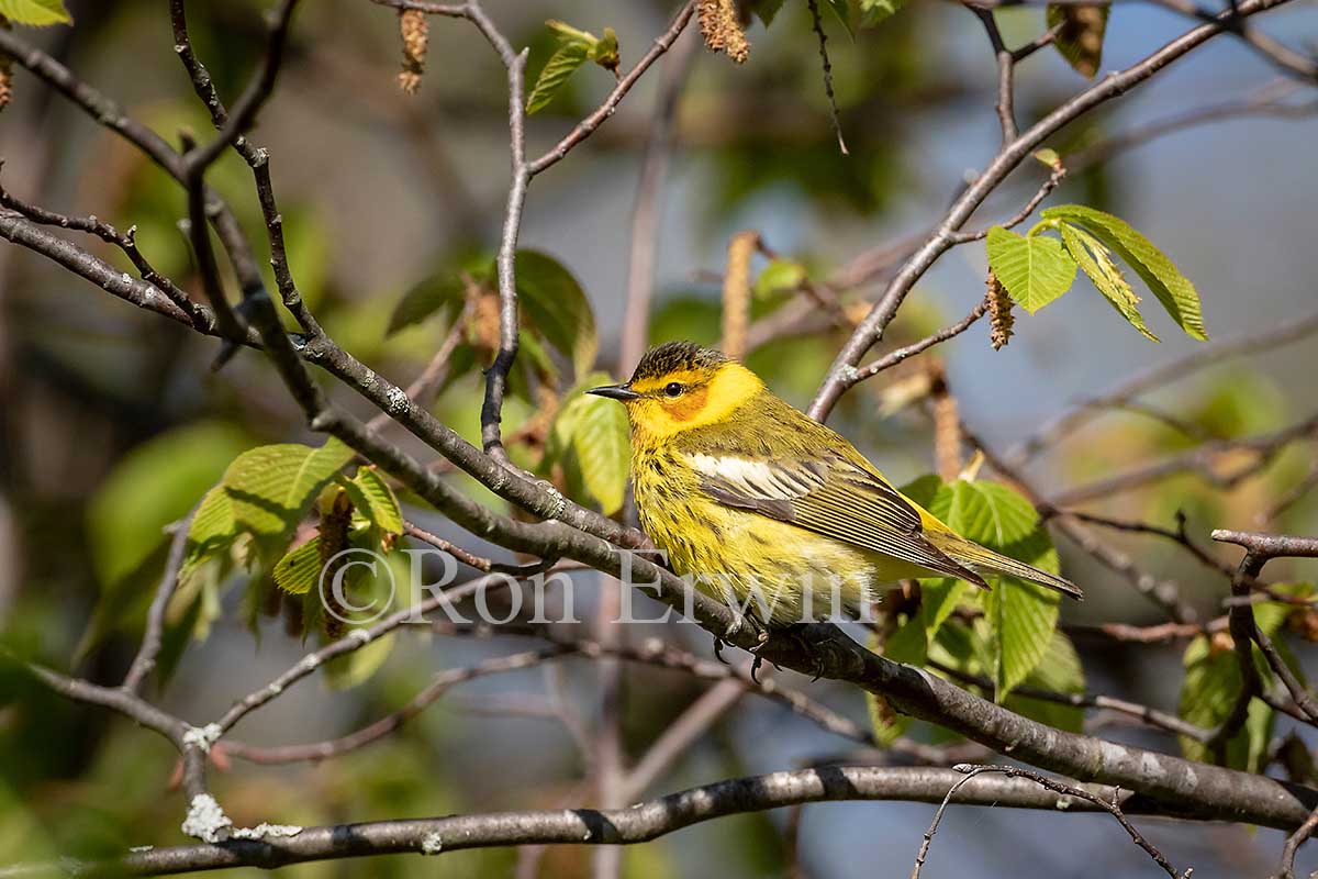 Cape May Warbler Male