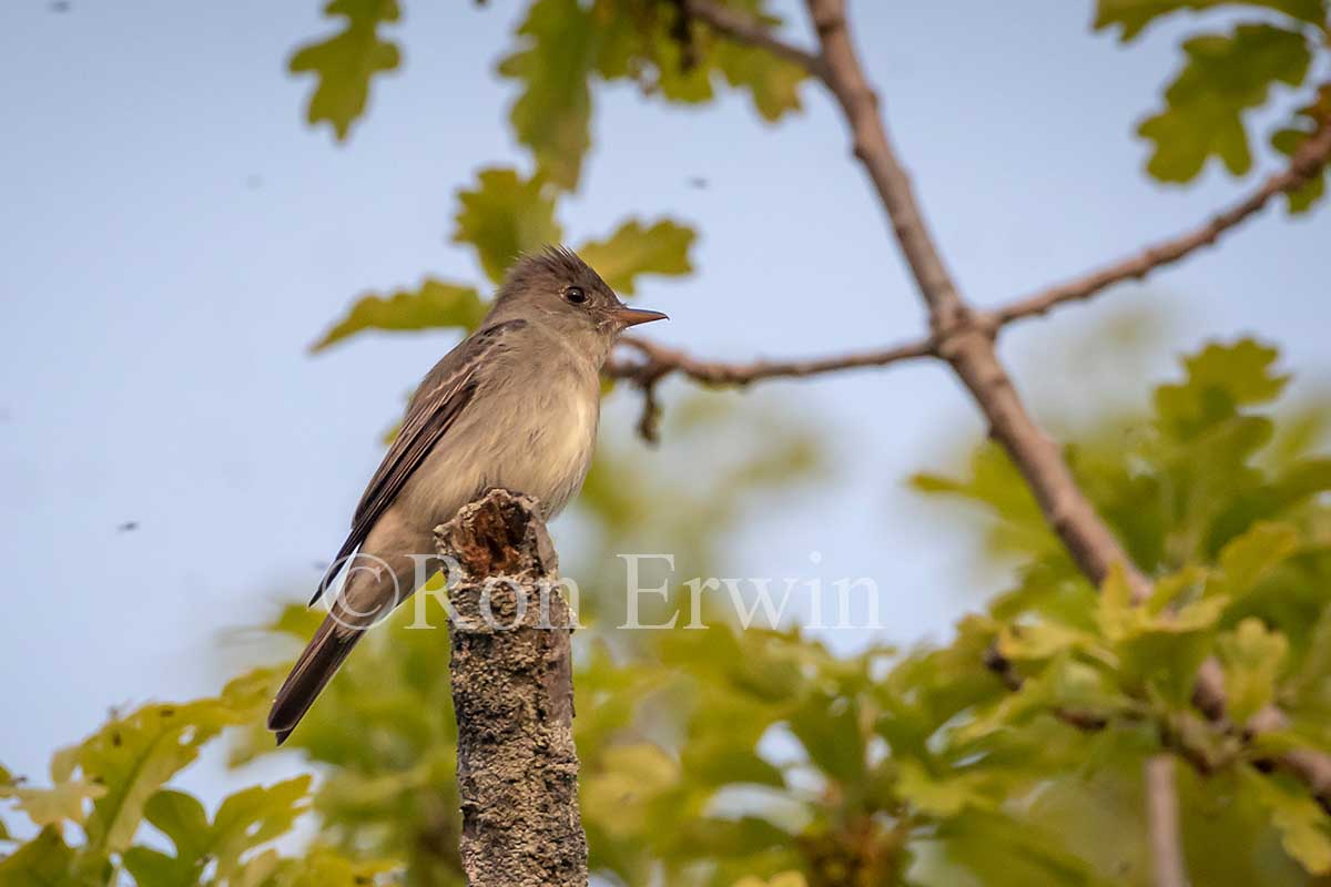 Eastern Wood-Peewee