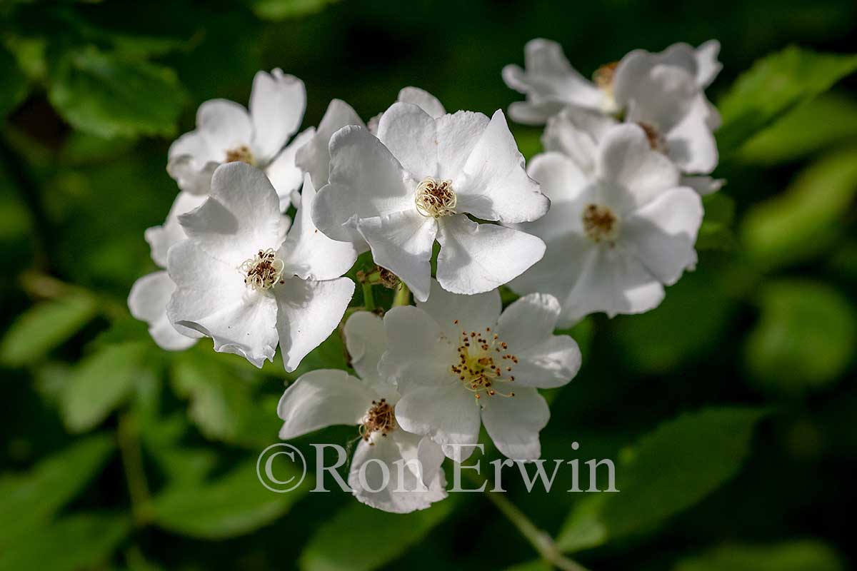 Multiflora Rose