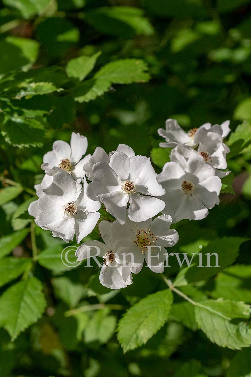 Multiflora Rose