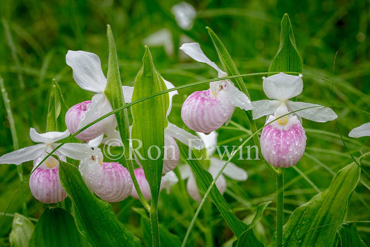 Showy Lady's Slippers