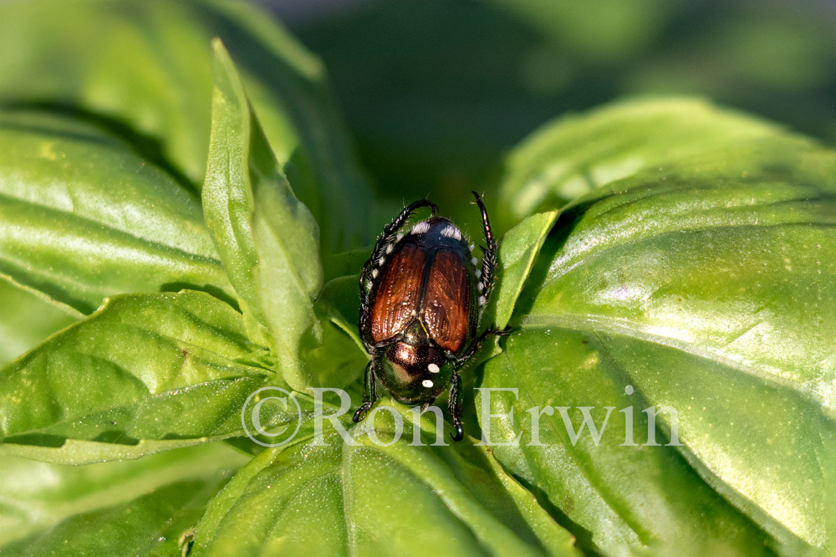 Japanese Beetle