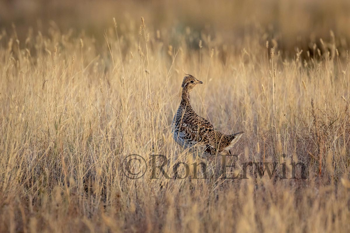 Sharp-tailed Grouse