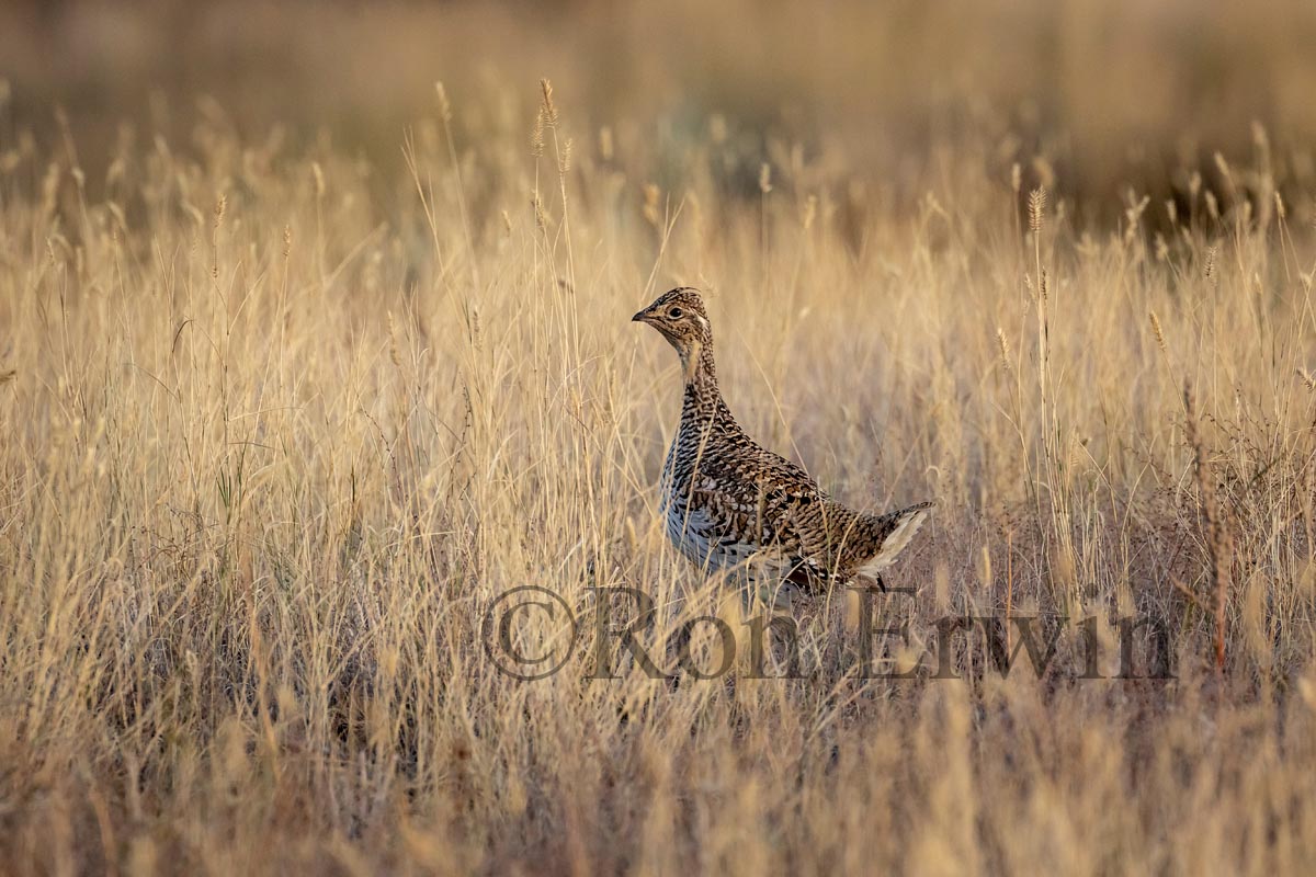 Sharp-tailed Grouse