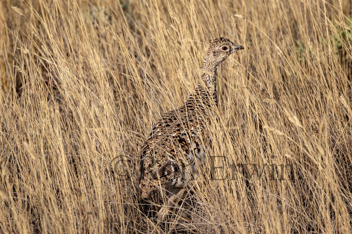 Sharp-tailed Grouse