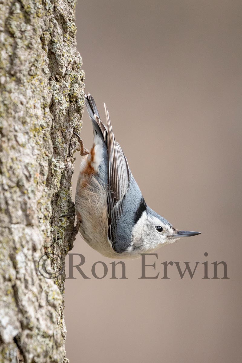 White-breasted Nuthatch