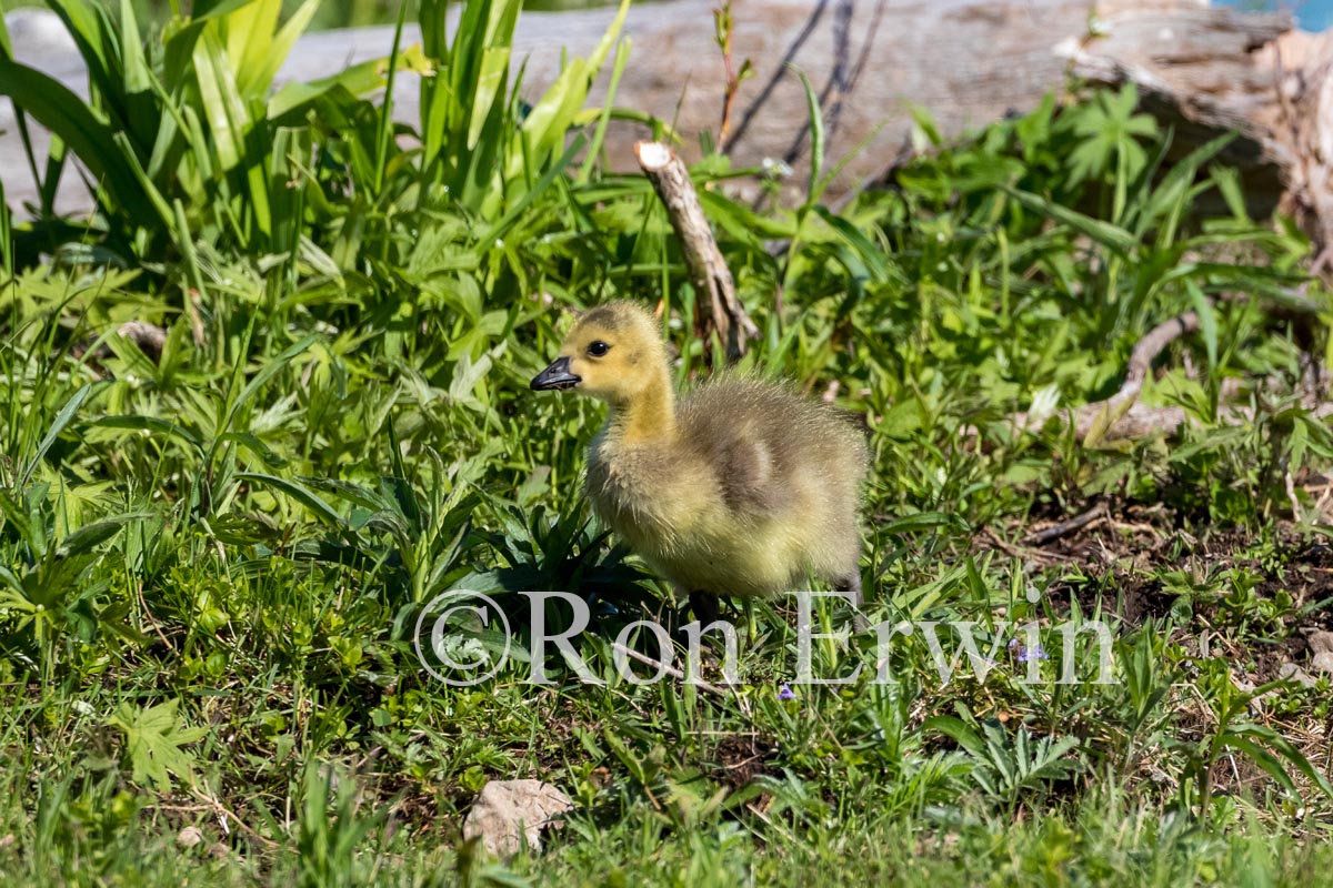 Canada Goose Chick