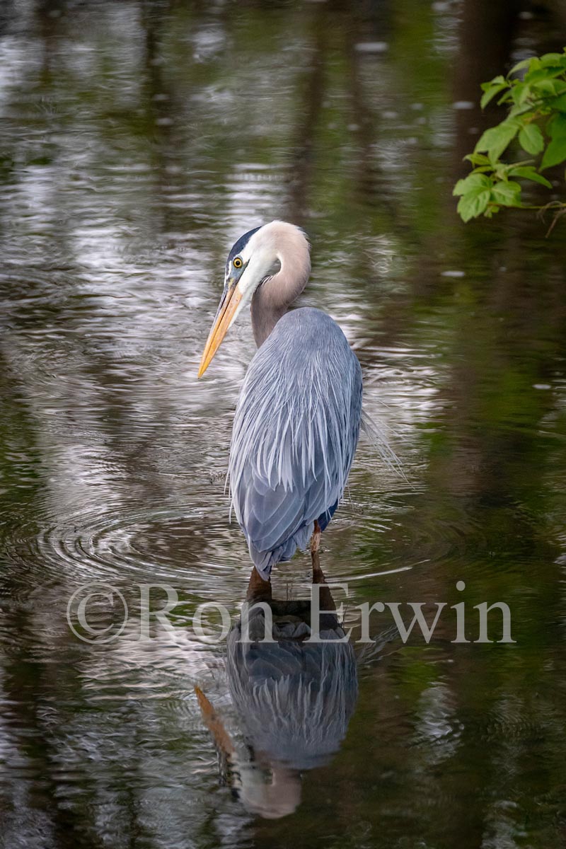 Great Blue Heron