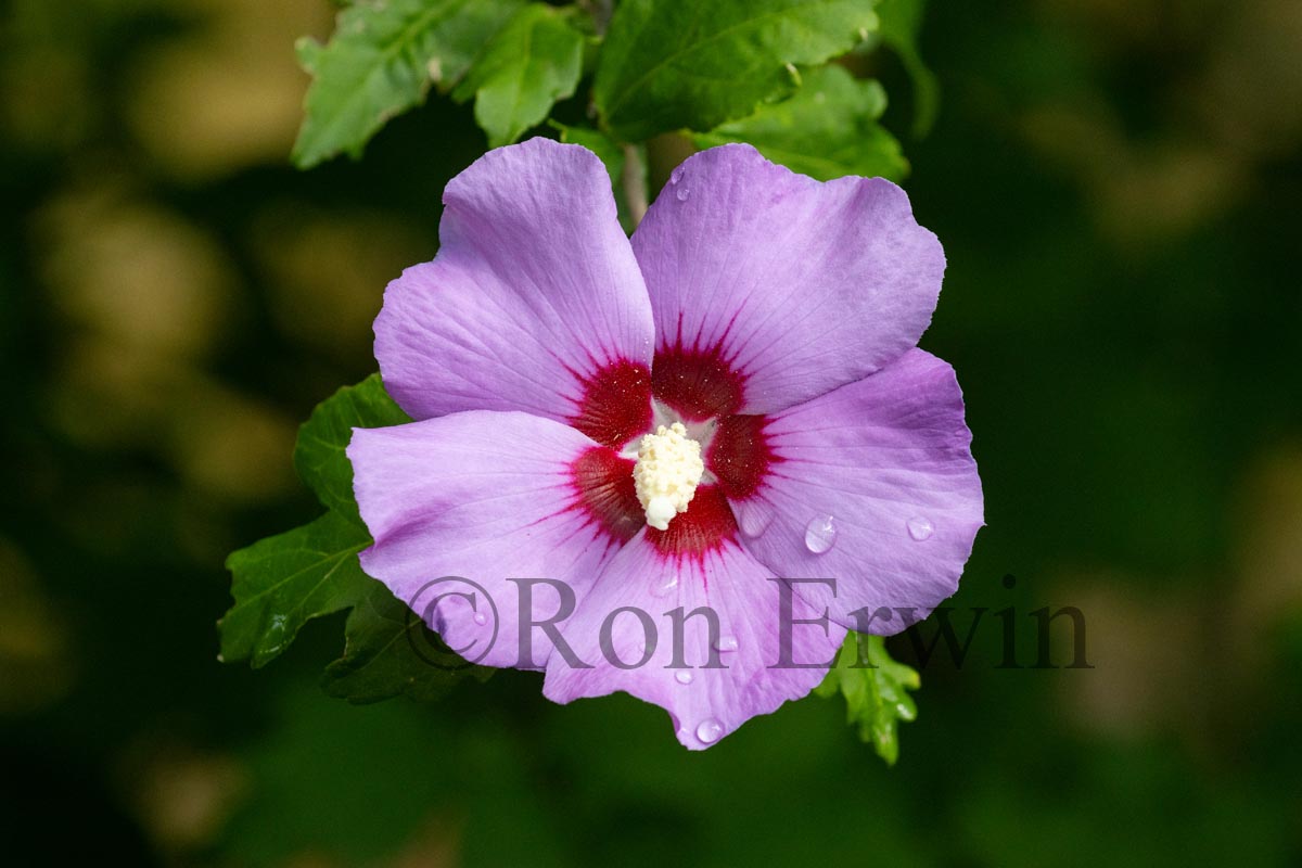 Rose of Sharon